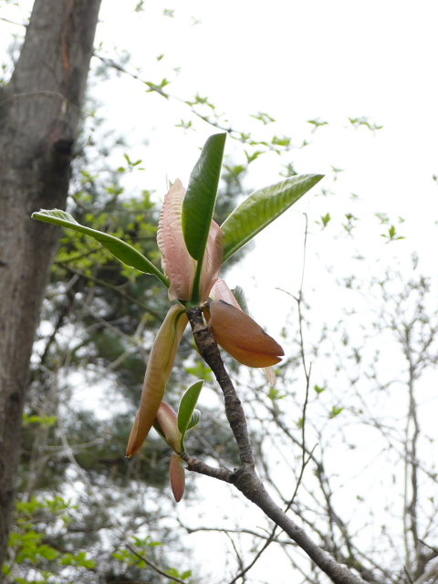 ホウの木の芽鱗４.jpg