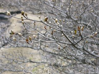 まず荒山高原手前のカタクリの群落ですが、まだ芽も出ていません。