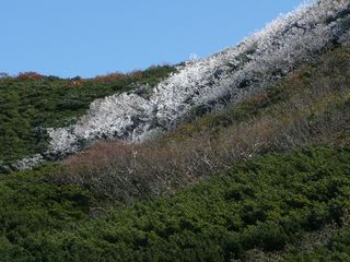 霧氷