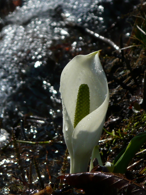 水芭蕉3.jpg