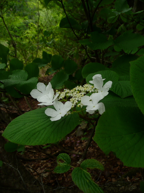 緑深まる森5.jpg