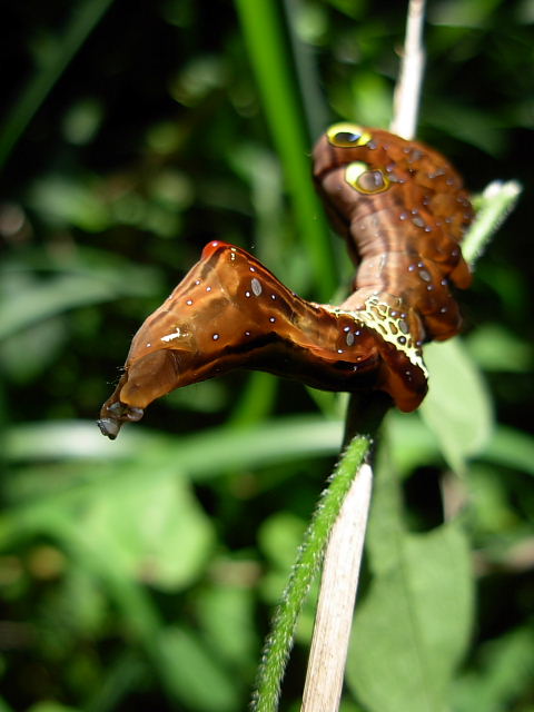 アケビコノハ幼虫2.jpg