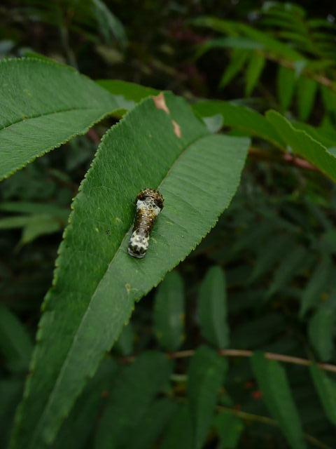 ぐんま昆虫の森1.jpg