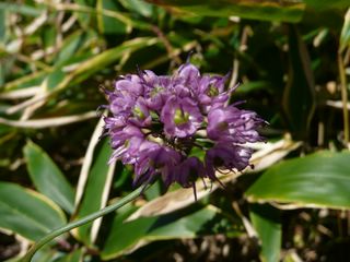 ヤマラッキョウ花