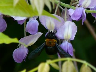 藤の花とクマ蜂