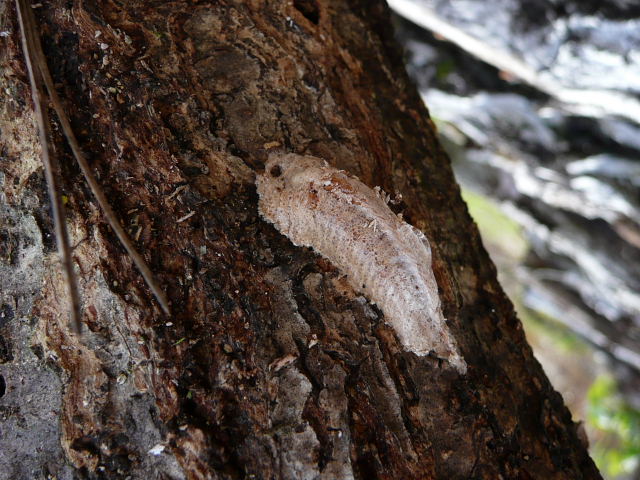 カマキリの卵3.jpg