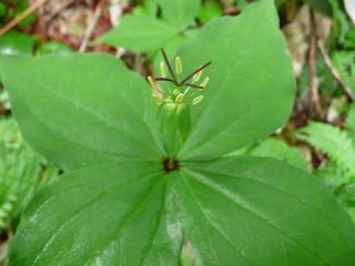 ツクバネソウ花