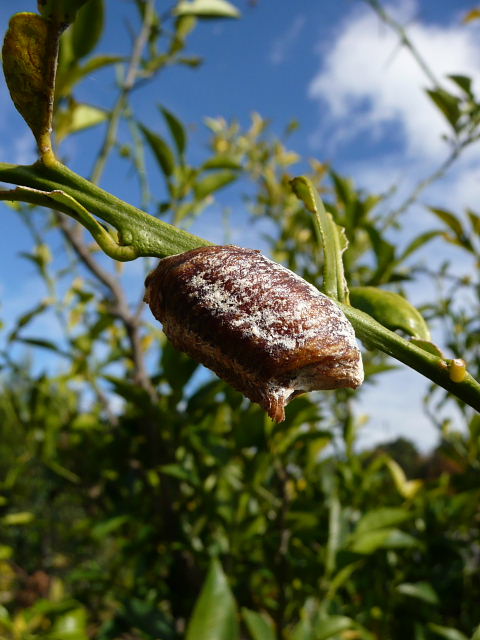 カマキリの卵2.jpg