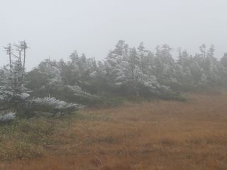 アヤメ平霧氷