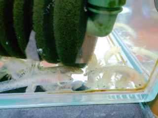 サンショウウオ