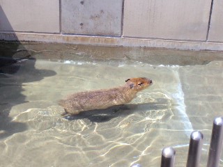 カピバラ2
