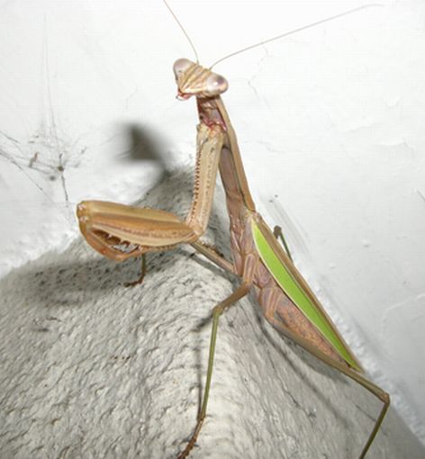 全体ｶﾏｷﾘCIMG0163.jpg