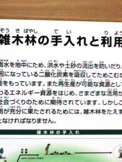 雑木林の手入れ