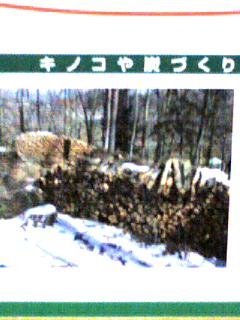 きのこと炭