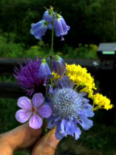 車山高原の野の花たち。