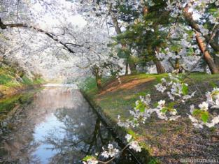 019 お堀を彩る桜 2