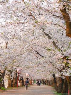 031 さくらのトンネル 2