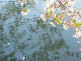 039 水面ゆらめく