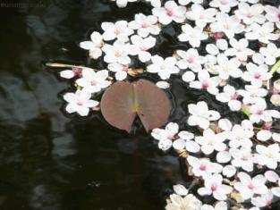 004 桜花浮かべて