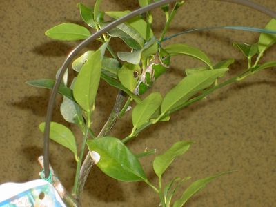 アゲハ（？）07.11.24