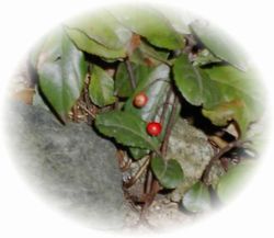 やぶこうじの実