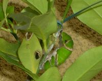 クロアゲハのその後07.11.26