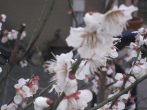 白梅