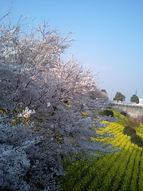 桜と菜の花　八王子市南大沢
