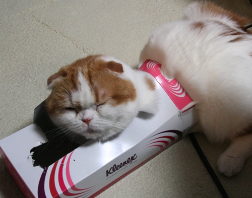 くつろぎちう♪