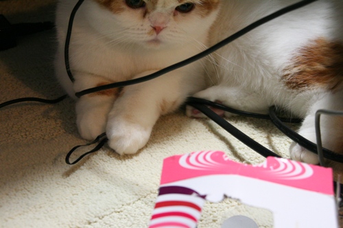 じ～～～～～～～。。。