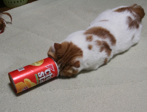 あたしのだいじなものにゃの！