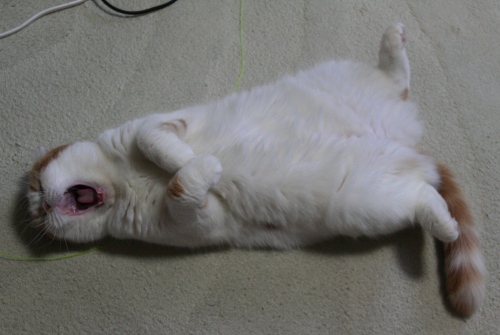 にゃ～ふｚｚｚｚ