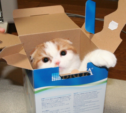 あたしだにゃ♪