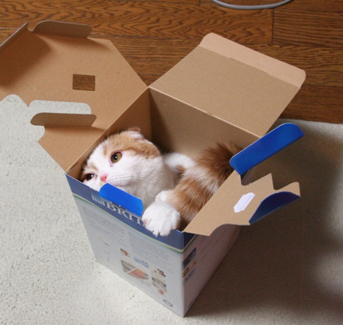 これもなかなか居心地いいのにゃ♪