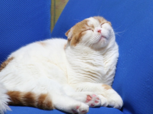 今年もまったりまったりにゃ♪