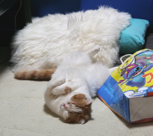 すぴー。。。。