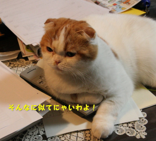 そんなに似てるのにゃ？