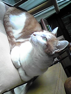 くーちん-ｱﾝﾆｭｲ