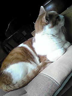 くーちん-横向き