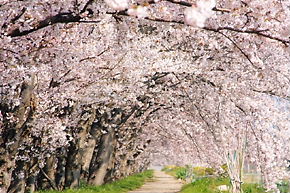 吉野の桜