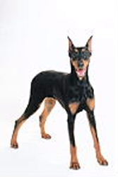 ドーベルマン大人