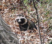 子タヌキ（長男）