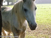 白馬（サノ専用）