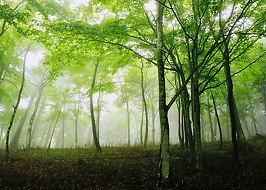 ヤクーツクの森