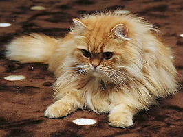 偽八雲（正体は子タヌキ（長男）