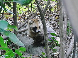子タヌキ（長男）