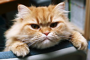 偽八雲（正体は子タヌキ（長男）