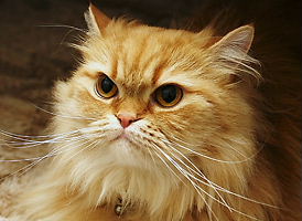 縄を見る　偽八雲