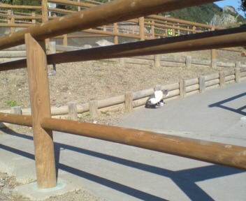 なんだ！あれは！？