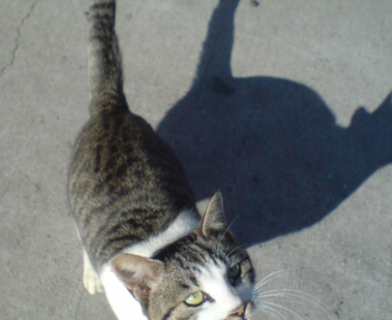 キング☆若！（若だんな命名）　この先、強く生きるのじゃ！ｂｙ若だんな